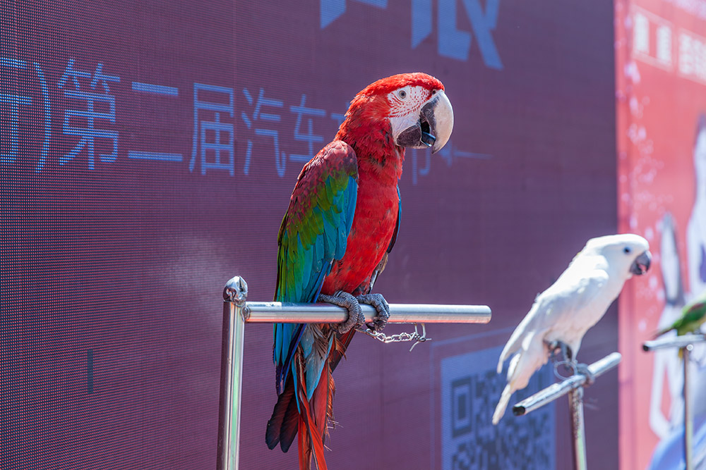 【車展第一天】遇到那個TA，放棄蘋果8......