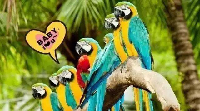 【915-918邵陽秋季車展倒計(jì)時(shí)7天】藝高鳥膽大，墻都不服，我就服niao！