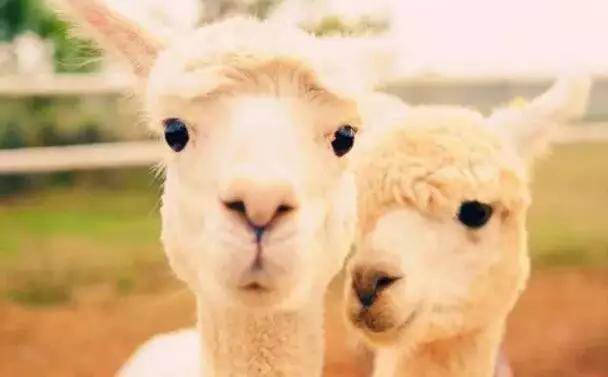  【915-918邵陽秋季車展倒計時3天】男人車展看美女，女人車展看什么？